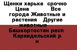 Щенки харька! срочно. › Цена ­ 5 000 - Все города Животные и растения » Другие животные   . Башкортостан респ.,Караидельский р-н